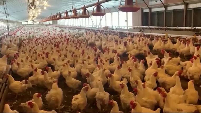 Avian influenza outbreak in Georgia halts sale of poultry, forces quarantine