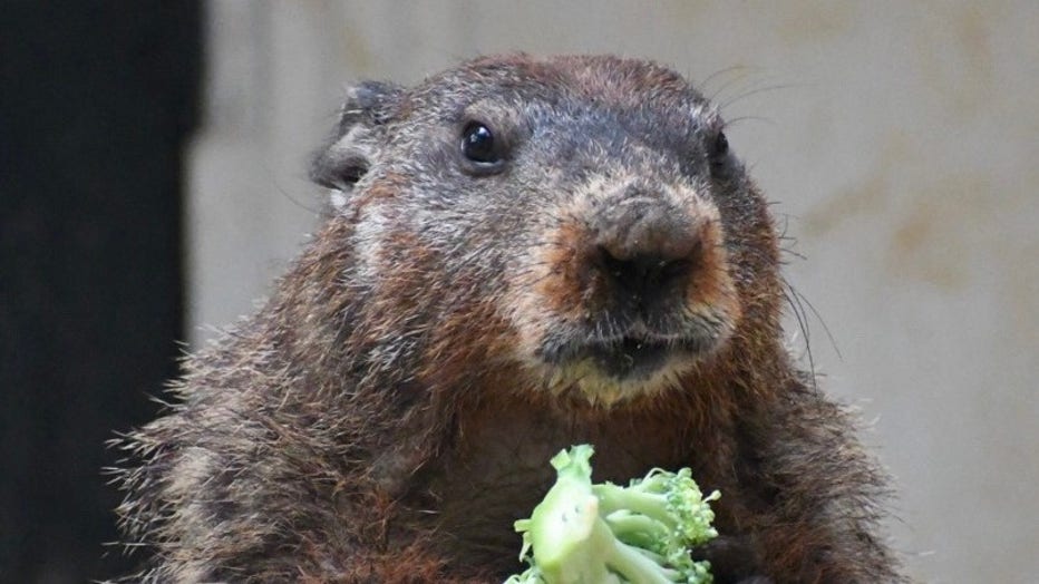 Georgia Groundhog Day 2025: What time will General Beauregard Lee make ...