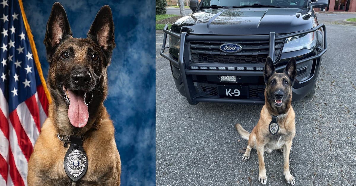 'Good boy': Marietta police mourn loss of beloved retired K9 officer ...