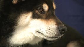 South Fulton City Council member wants to ban dogs at City Hall, including the mayor's