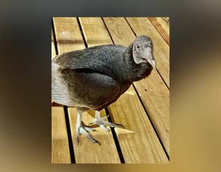Have you seen Buzz? Vulture on the loose in metro Atlanta | FOX 5