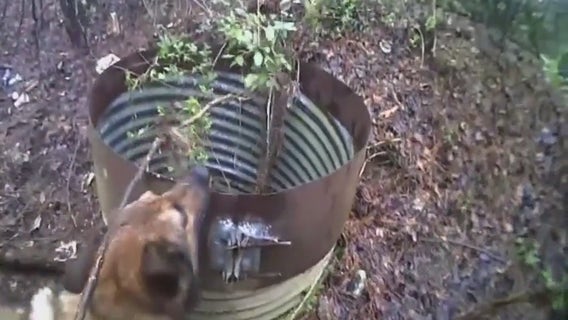 Body cam footage reveals K9 Zade's heroic capture of underground suspect in Stockbridge