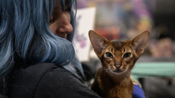 Pets are the real MVPs on Valentine's Day, especially with Gen Z, study says