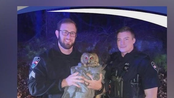 Milton police sergeant rescues another injured owl