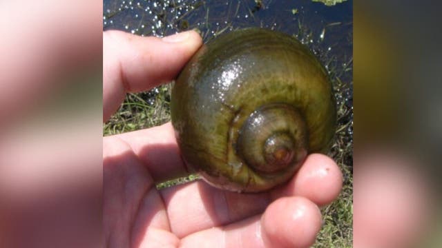 Invasive snail species found in Georgia could harm humans