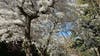 Atlanta could triple penalties for illegal tree removals in major ordinance overhaul