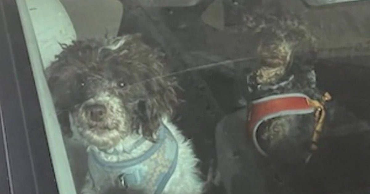 New charges for man cited for animal cruelty in Coweta County | FOX 5 ...