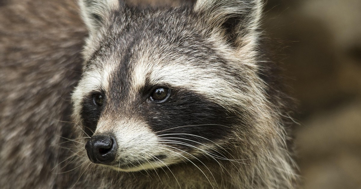 Raccoon tests positive for rabies in Dunwoody, officials urge caution ...
