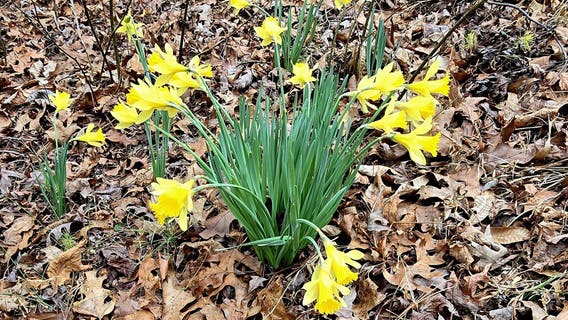 Where to see daffodils, tulips and other spring blooms in metro Atlanta | 2025