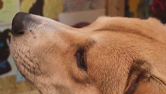 Riggs the dog: From rescued dog to dog to the rescue