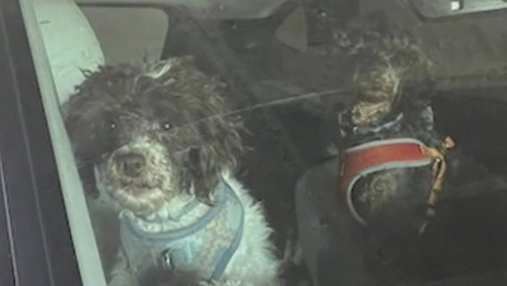 New charges for man cited for animal cruelty in Coweta County