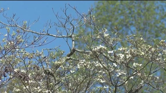 Prepare for a long spring: Expert warns of persistent high pollen levels in Atlanta