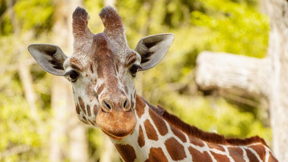 Georgia safari park named 1 of TIME's World's Greatest Places for 2025