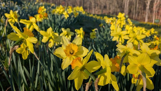Georgia daffodil festival named best in the United States