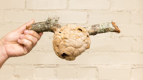 Georgia sounds alarm on invasive hornet nests, help stop the spread
