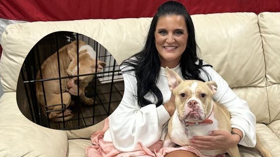 Cobb County crime analyst gives neglected dog new leash on life