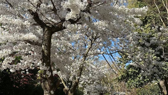 Atlanta could triple penalties for illegal tree removals in major ordinance overhaul