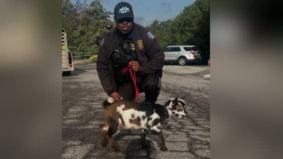 Sandy Springs Police introduces unlikely new K9 officer