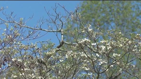 Prepare for a long spring: Expert warns of persistent high pollen levels in Atlanta