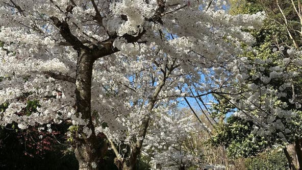 Pollen alert: Why metro Atlanta looks great, but feels awful right now