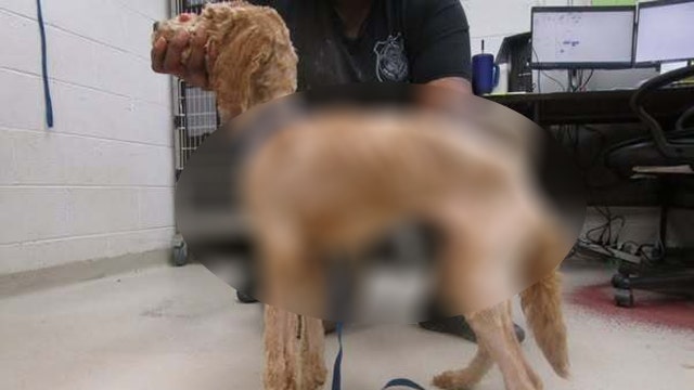 Severely emaciated puppy abandoned in metal cage in freezing weather, $5K reward offered