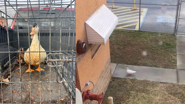 Deputies rescue duck stuck in Polk County Jail