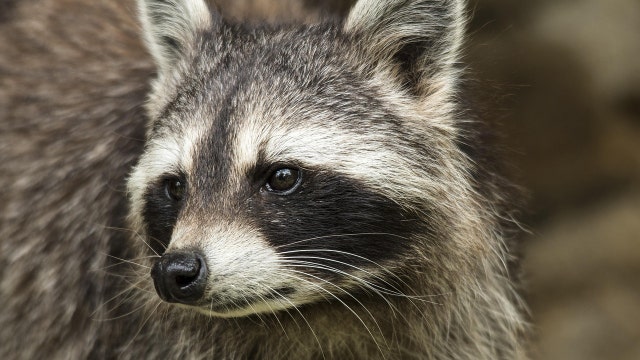 Raccoon tests positive for rabies in Dunwoody, officials urge caution