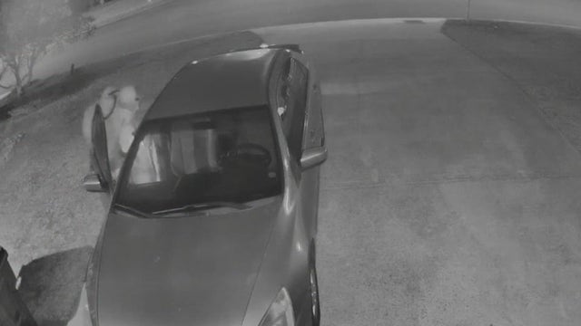 South Fulton police looking for thief who ransacked vehicle