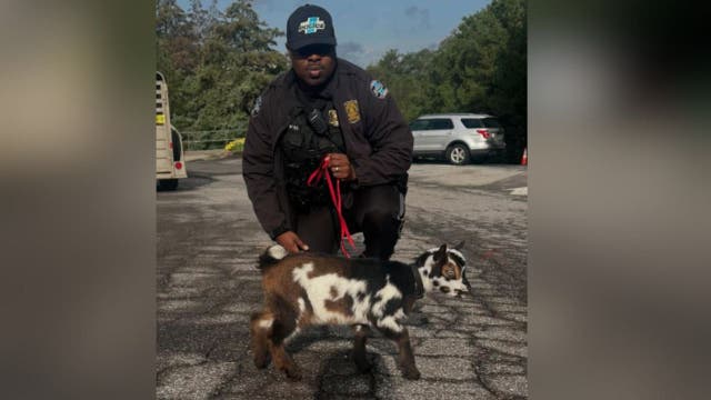 Sandy Springs Police introduces unlikely new K9 officer