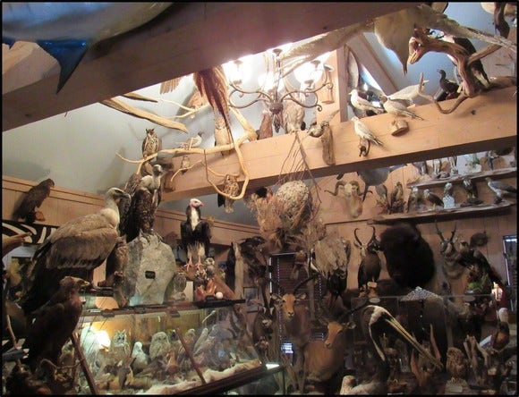 Georgia doctor sentenced in largest-ever rare bird trafficking case