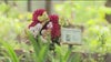 Gordon County development may be encroaching on historic plantation cemetery
