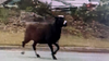 Mystery farm animal still on the loose in Gwinnett County