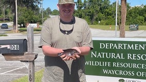 Georgia angler ties state record with massive spotted sunfish catch