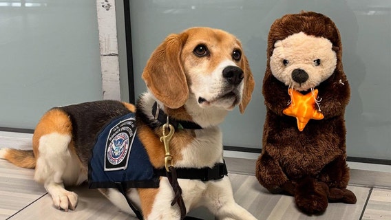 Lost stuffed otter at Atlanta airport sparks nationwide search for owner