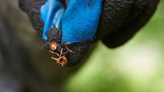Stop the spread! What to do if you see a Yellow-legged Hornet