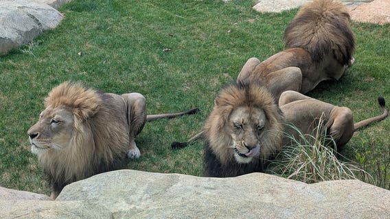 Zoo Atlanta shows 'pride' in new African lion habitat