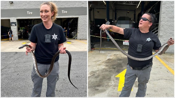 Slithering stowaway delays shopper at Bibb County Walmart