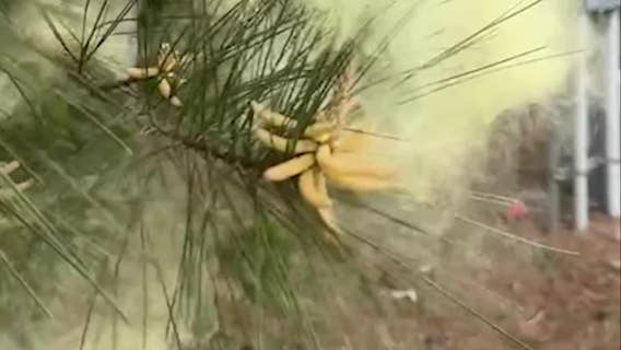 Atlanta breathes sigh of relief as pollen count dramatically drops