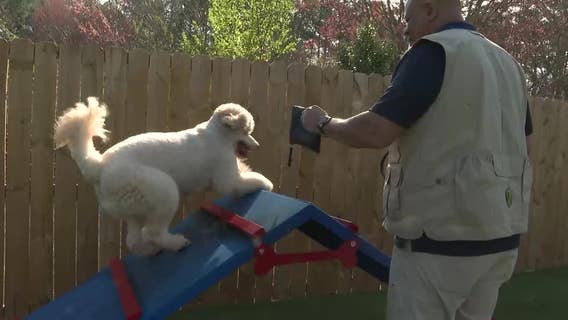 Nonprofit fundraising to train new service dog for veteran