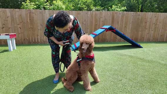 Surprise! Army veteran receives new service dog after tragic loss