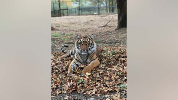 Zoo Atlanta welcomes critically endangered Sumatran Tiger