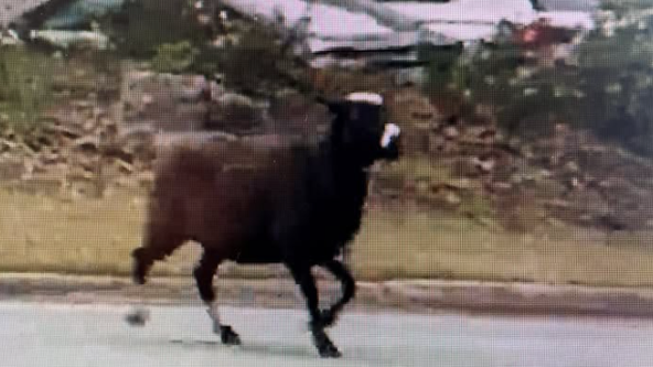 Runaway goat (or sheep) causes commotion in Duluth, outsmarts police