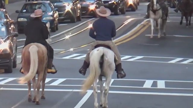 Dead horse in downtown Atlanta fires up animal rights advocates