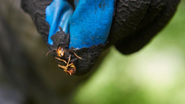 Stop the spread! What to do if you see a Yellow-legged Hornet