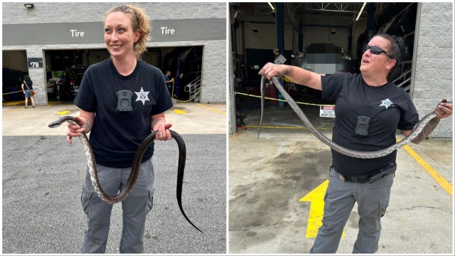 Slithering stowaway delays shopper at Bibb County Walmart