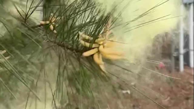 Atlanta breathes sigh of relief as pollen count dramatically drops