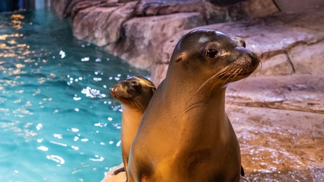 Georgia Aquarium offers $20 tickets for 20th anniversary