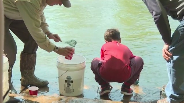 Students release thousands of young trout into Chattahoochee River
