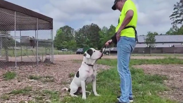 Fayette County Animal Shelter over capacity, urges public to adopt dogs