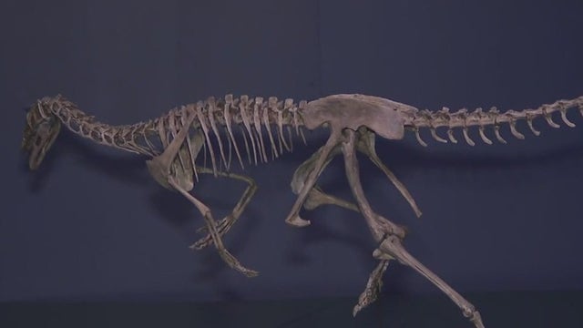 Spring Break Adventures: Ultimate Dinosaurs at Fernbank Museum